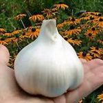 Elephant Garlic, 2 Huge Bulbs! Great for Planting, Eating or Cooking! Non GMO, Organic. Milder Tasting Garlic