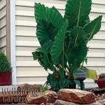 ELEPHANT EAR Live Plant Alocasia Calidora Persian Palm caladora, calodora