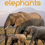 Elephants: A Book for Children