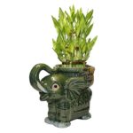 Big Three Tiered Lucky Bamboo Arrangement Large Elephant Favor Unique From Jmbamboo