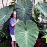 3 Jack’s Giant’s Elephant Ears in Quart Containers (3 Pots of Plants)