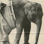 Elephant in Pants ad original 1pg 9×12 clipping magazine photo #S1756