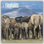 2017 Monthly Wall Calendar – Elephants