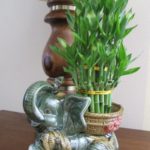 Jumbo Size Elephant Ceramic Vase with 3 Tier 4″ 6″ 8″ Quality Lucky Bamboo Plant