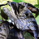 ELEPHANT EAR – COLOCASIA ‘Black Ripple’ PPAF LIVE PLANT Purple Leaves ‘Puckered Up’