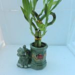 JMBAMBOO-heart Lucky Bamboo Live 3 Style Plant Arrangement with Ceramic elephant Vase