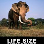 Life Size Memories: Elephants in True Colour