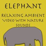 Elephant Relaxing Ambient Video with Nature Sounds