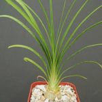2″ plant Beaucarnea Recurvata elephant foot ponytail palm pachycaul base 2 pot
