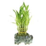 Three Tiered Lucky Bamboo Tower in Decorative Elephant Pot (Twin Elephants)
