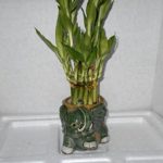 medium Size Elephant Ceramic Vase with 2 Tier 4″ 6″ Quality Lucky Bamboo Plant