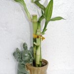 Live 3 Style Lucky Bamboo Plant Arrangement with ceramic pot/elephant vase-unique from jmbamboo