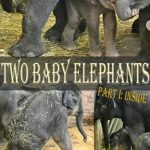 Two Baby Elephants, Part I: Inside