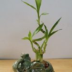 jm bamboo-Lucky Bamboo – indoor house plant bring good luck and Elephant vase good Feng Shui