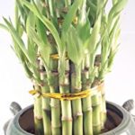 Lucky Bamboo Tower in Decorative Elephant Pot Elephants) unique from Jmbamboo