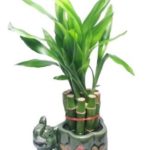 jmbamboo-Lucky Bamboo Plant – 10 Stalks elephant ceramic vase