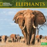 National Geographic Elephants 2018 Wall Calendar