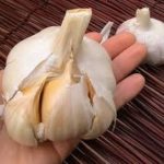Elephant Garlic 2 Huge Bulbs! Great for Fall Planting! Non GMO Milder Tasting Garlic