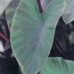 Heart of The Jungle Elephants Ear – Colocasia – 6″ Pot – Proven Winners