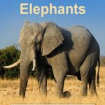 Wild About – Elephants
