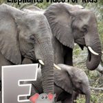 Safari and Jungle Animals – Elephants Video For Kids