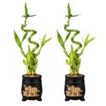 Set of Lucky Bamboo Five Stalk with Spiral Arrangements with Black Ceramic Elephant Standing Planters