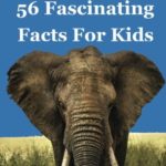 Elephants: 56 Fascinating Facts For Kids (Volume 15)