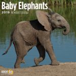 Baby Elephants 2019 16 Month Wall Calendar 12 x 12 Inches