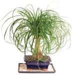 Brussel’s Live Pony Tail Palm Indoor Bonsai Tree – 7 Years Old; 12″ to 20″ Tall with Decorative Container, Humidity Tray & Deco Rock