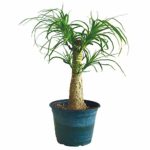 Brussel’s Bonsai Brussel’s Live Guatemalan Red Ponytail Palm with 6″ Plastic Pot Medium