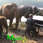 Music For Elephants