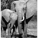 Trunks of Love – Elephant Mother’s Day Card with Envelope (Big 8.5 x 11 Inch) – Zoo Animal Kisses, Mothers Day Greeting Notecard with Elephants Snuggling – Heartfelt Gift from Kids J2370AMDG