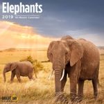 Wild Animals Wall Calendars by Bright Day Calendars 16 Month Wall Calendar 12 x 12 Inches (Elephants 2019)