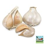 Elephant Garlic (Ajo Elefante) Sorted Bulbs! Great for Fall Planting! Different Sizes! (2 LBS)