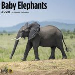 Baby Animal Wall Calendars by Bright Day Calendars 16 Month Wall Calendar 12 x 12 inches (Baby Elephants 2020)