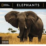 2020 Elephants NG Wall Calendar, by Zebra Publishing