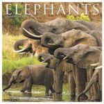 Elephants 2020 Wall Calendar