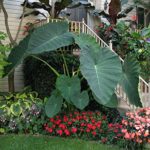 Live Bulbs Colocasia gigantea Thailand Giant Thai Giant Elephant Ear Huge Leaf (3 Bulbs)