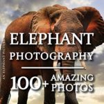 Elephant Picture Book – Elephant Photography: 100+ Amazing Pictures and Photos in this fantastic Elephant Photo Book (Elephant Photography Book and Elephant Picture Books)