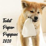 Calendar 2020, 2020 Wall Calendar with Thick Paper, 11.3″ x 17″ (Open), January – December 2020 – Toilet Paper Puppies