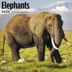 2020 Elephants Wall Calendar by Bright Day, 16 Month 12 x 12 Inch, Exotic Wild Animal Collection