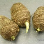 3 Live colocasia esculenta Elephant Ear Taro gabi kalo eddo Bulbs Fast Growing