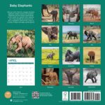 2023 Baby Elephants Monthly Wall Calendar by Bright Day, 12 x 12 Inch, Cute Safari