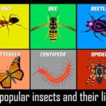 Animals Life Cycle – Insects and Arachnids Free