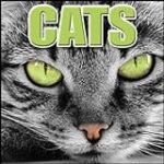 Cat Cat, Meowing, Hungry, Outdoors, Animal, Cats – Domestic Cats, Blockbuster Sound Effects