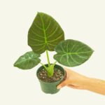 Rooted® Regal Shield Elephant Ear (Alocasia odora x reginula) | Live, Live Indoor, Easy to Grow, Easy to Care, and Low Maintenance Houseplant, 14 Day Guarantee (4-inch Pot)