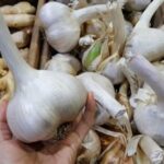 Fresh Elephant Garlic Cloves for Planting – Easy to Grow Your Own Food (5 Cloves)