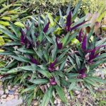 TWO Outdoor Live Plants- Oyster Plant Purple & Green – Grows to Medium Height Outdoor Plant- Young Small Plant