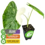 Wellspring Gardens Ele Paio Elephant Ear Live Plant – Colocasia esculenta – Tropical Garden Plants – Colocasia Bulbs for Planting Outdoor – Elephant Ear for Planting – Vibrant Live Elephant Ear Plant