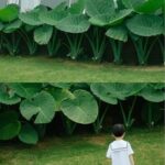5 pcs Colocasia Esculenta Bulbs, Live Giant Elephant Ear Taro Gabi Kalo Eddo Bulbs for Spring Planting Enhance Indoor Outdoor Space (5)